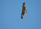 Zwarte wouw (oostelijk) (black-eared kite) Milvus migrans lineatus  - tussen Khogno Khan en Gurvanbulag 12-08-2016 (2)